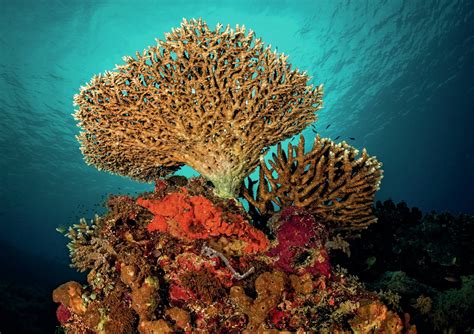 Tubbataha Reefs: A Scuba Diving Dream Finally .